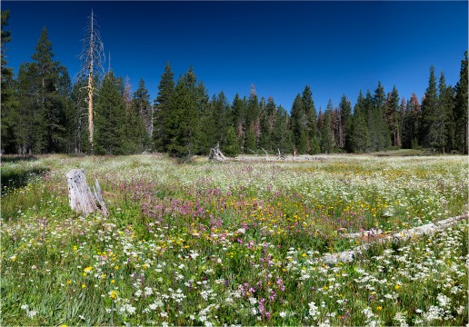 Wildflower Bloom, Page Meadows, Tahoe City.